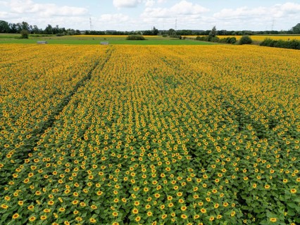 Sunflower field near Holzhausen, town of Rheinau, aerial view, Ortenau district, Baden-Württemberg,