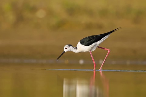 Black-winged Stilt (Himantopus himantopus) male foraging, North Rhine-Westphalia, Germany