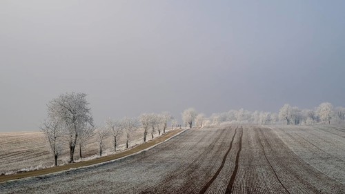 Winter landscape with hoarfrost, Weinviertel near Hadres, Lower Austria, Austria
