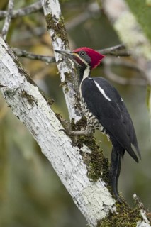 Lineated Woodpecker (Dryocopus lineatus) male, Ecuador