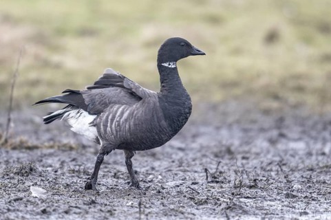 Brent goose (Branta bernicla), Amrum, Schleswig-Holstein, Germany