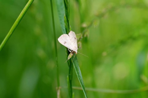 Silk moth (Rivula sericealis), moth, light, grass