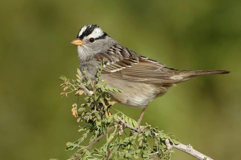 White-crowned Sparrow (Zonotrichia leucophrys), California, USA