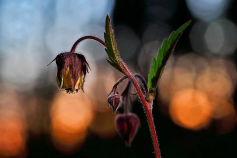 Brooklime (Geum rivale), flowering in the evening light, Peene Valley nature park Park,