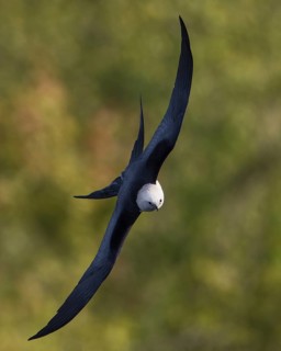 Swallow-tailed Kite (Elanoides forficatus) flying, Florida, USA