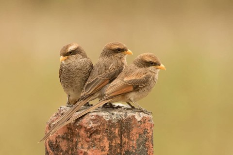 Yellow-billed Shrike (Corvinella corvina) juvenile, Gambia