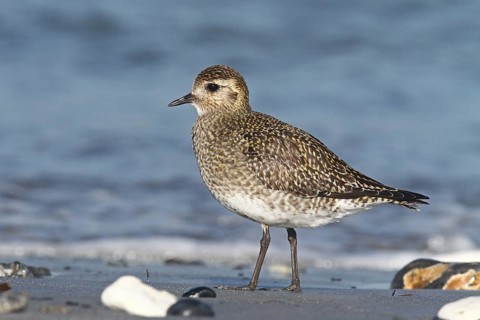 European Golden Plover (Pluvialis apricaria), Schleswig-Holstein, Germany