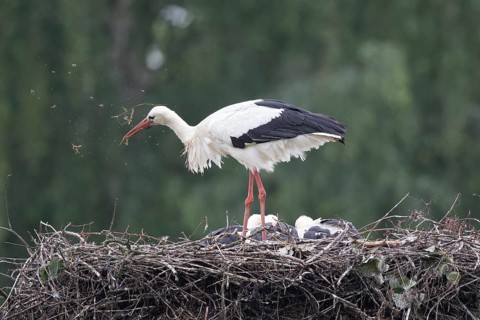 White Stork (Ciconia ciconia) with juveniles in nest, North Rhine-Westphalia, Germany