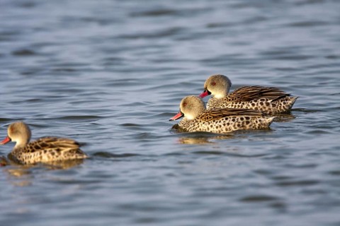 Cape Teal (Anas capensis), Namibia