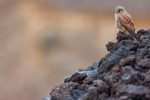 Kestrel, (Falco tinnunculus), perches on rocks, Canary Islands, animals, birds, falcons, foraging,