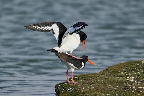Oystercatcher (Haematopus ostralegus), mating, Texel, West Frisian Islands, province of North