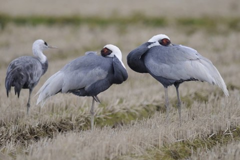 White-naped Crane (Antigone vipio), Arasaki, Japan