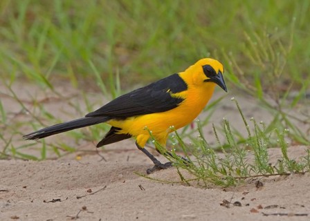 Oriole Blackbird (Gymnomystax mexicanus), Brazil