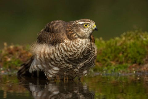 Eurasian Sparrowhawk (Accipiter nisus), Utrecht, Netherlands