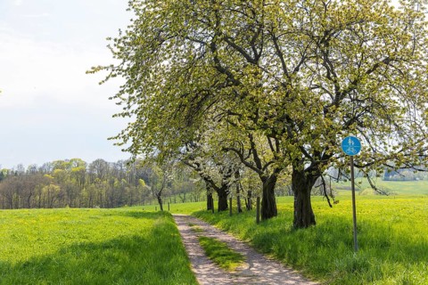 Hiking trail through a young avenue near Fördergersdorf, Kurort Hartha, Saxony, Germany