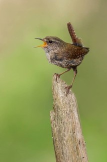Winter Wren (Troglodytes hiemalis) perched on a branch in southern Ontario, Canada