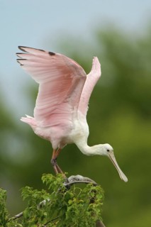 Roseate Spoonbill (Platalea ajaja), Texas, USA
