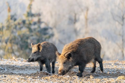 On a sunny day, two wild boars (Sus scrofa) search for food in a frozen field. A forest covered in