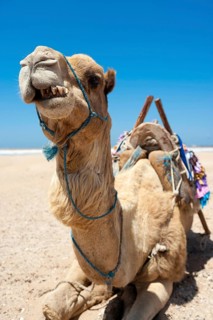 Dromedary (Camelus dromedarius), Arabian camel, animal, farm animal, teeth, bad teeth, tooth,