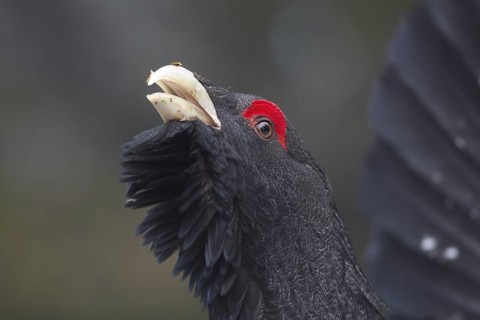 Western Capercaillie (Tetrao urogallus) male, Baden-Wuerttemberg, Germany