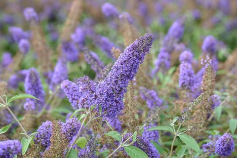 Summer lilac (Buddleja davidii 'Ellen's Blue'), BS Sämann, Federal Republic of Germany
