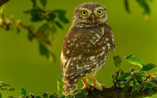 Naturfotografie Sylvia & Olaf Rentzsch