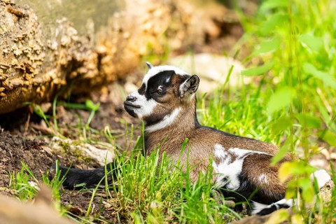 Close-up of domestic goat (Capra aegagrus hircus) youngster on a meadow, Bavaria, Germany