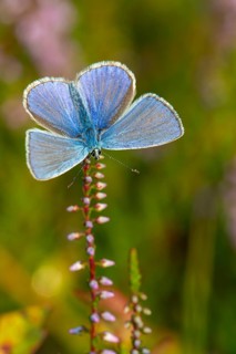 Blue butterfly (Polyommatus icarus), Goldenstedt moor, Goldenstedt, Lower Saxony, Germany