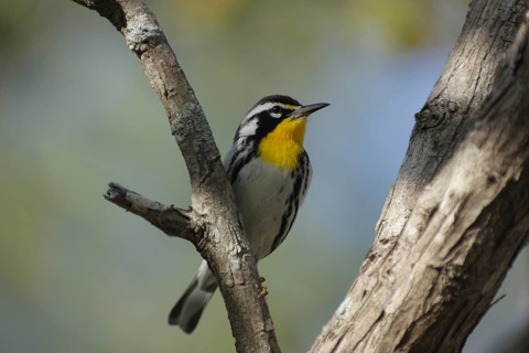 Golden-throated Warbler (Dendroica dominica), branch, Sanibel Island, Florida, USA