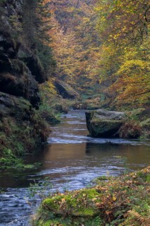 Flowing water with ferns and rocks in the Edmunds Gorge in autumn. River Kamnitz, Hrensko, Ustecky