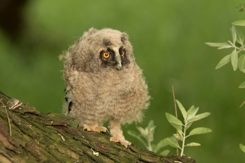 Long-eared Owl (Asio otus) juvenile perched on a branch, Serbia