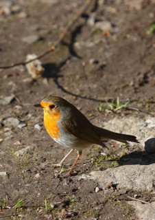 Robin (Erithacus rubecula) sitting on the ground, North Rhine-Westphalia, Germany