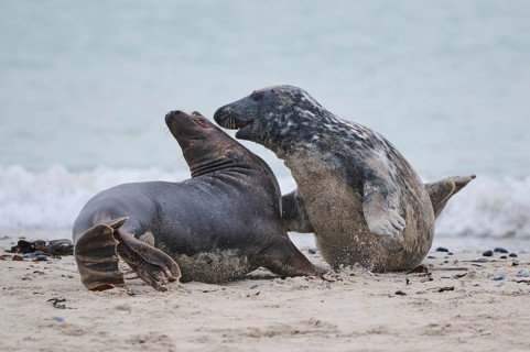 Grey seal (Halichoerus grypus) playing with each other on the beach, Düne, Helgoland,