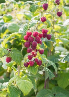 Raspberry (Rubus idaeus 'Sugana' TWOTIMER), BS Sämann, Germany