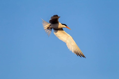 Elegant Tern Sterna elegans San Diego, California, United States 23 June Adult transitioning to