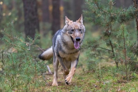 One young male eurasian gray wolf (Canis lupus lupus) running thru a forest with rocks and heather.