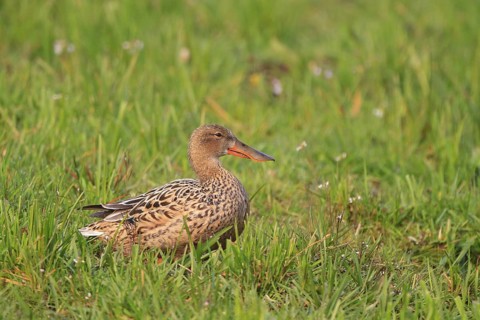 Northern Shoveler (Spatula clypeata) female, Netherlands