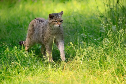 European wildcat (Felis silvestris), adult, meadow, stalking, foraging, alert, Germany