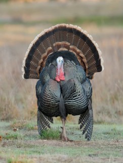 Wild Turkey (Meleagris gallopavo) male, California, USA