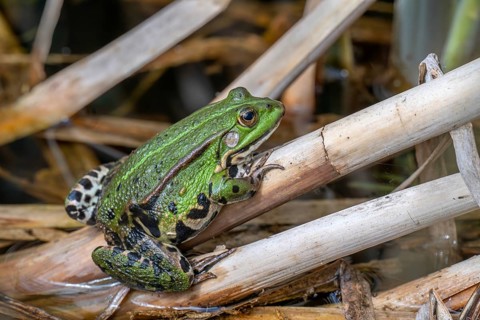 Edible Frog (Rana esculenta), Limbach, Burgenland, Austria