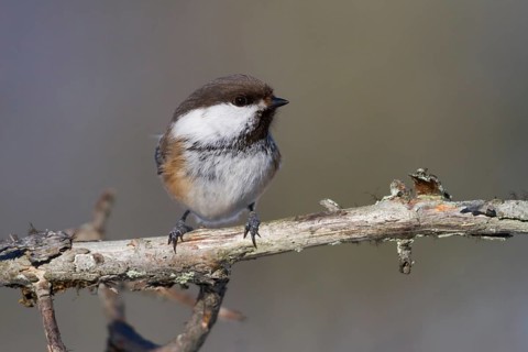Siberian Tit (Grey-headed Chickadee) - Lapplandmeise - Poecile cinctus