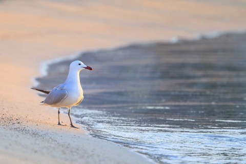 Audouin's Gull (Ichthyaetus audouinii), Mallorca, Spain