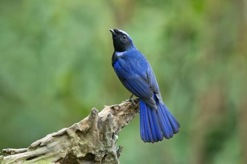 Large Niltava (Niltava grandis) male, Yunnan, China