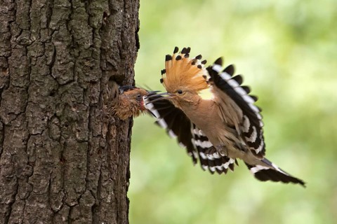 Eurasian Hoopoe (Upupa epops) feeding juvenile in breeding cavity, Saxony, Germany