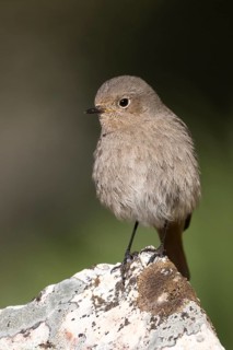 Black Redstart - Hausrotschwanz - Phoenicurus ochruros ssp. gibraltariensis, Spain, adult female