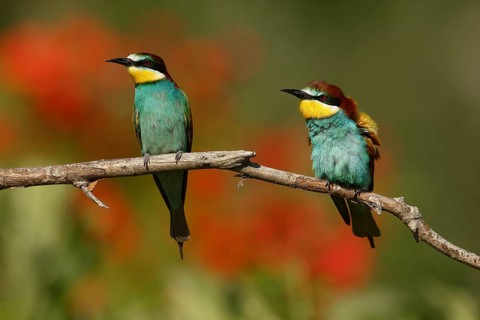 European Bee-eater (Merops apiaster) pair, Piedmont, Italy