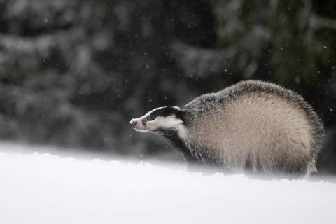Badger in the snow, Wittlich, Rhineland-Palatinate, Germany