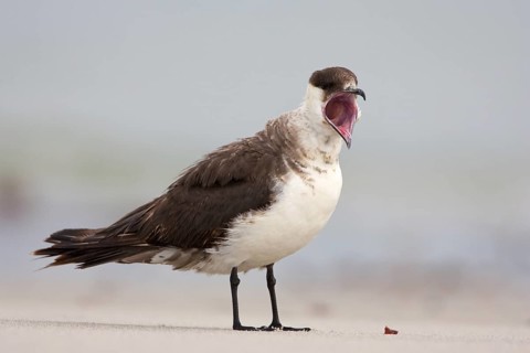 Parasitic Jaeger (Stercorarius parasiticus), Schleswig-Holstein, Germany