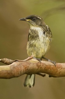 Crescent Honeyeater (Phylidonyris pyrrhopterus) juvenile, Tasmania, Australia
