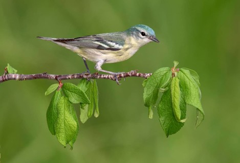 Cerulean Warbler (Setophaga cerulea) female perched on a branch, Texas, USA